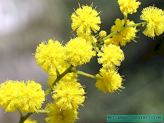 How to keep a sprig of mimosa fresh and fluffy longer