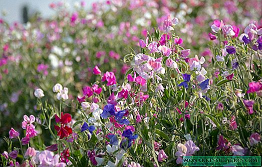 Comment créer un jardin d'arômes sur le site: la sagesse de cultiver des herbes parfumées