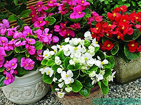 How to care for begonias: root, tuber, hybrid flowers