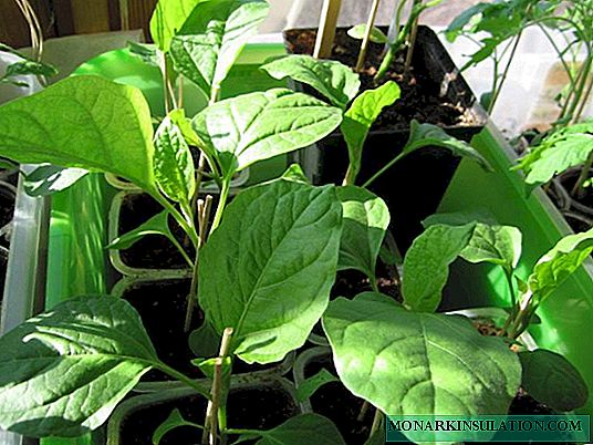 How to care for eggplant seedlings at home