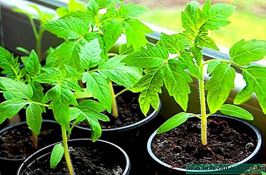 How to care for tomato seedlings to double crop