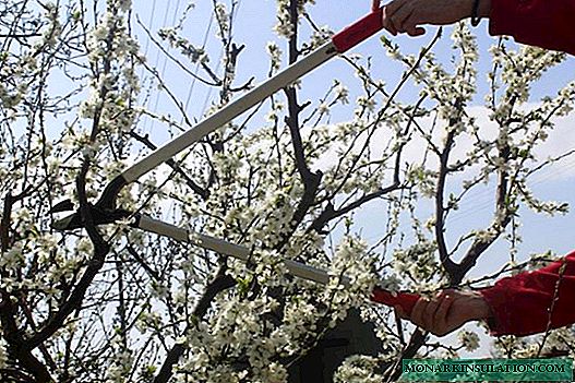Cómo cuidar las cerezas en primavera y otoño: instrucciones detalladas