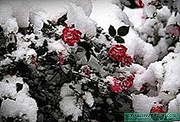 How to hide roses for the winter - all about saving the “flower queen” from frost