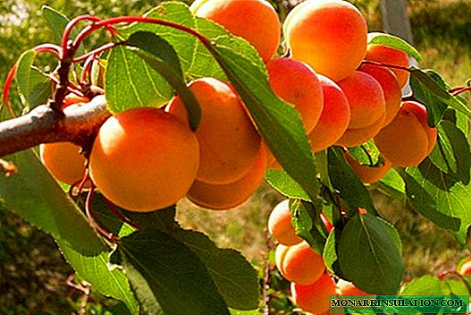 Comment réussir à cultiver des variétés d'abricot Succès