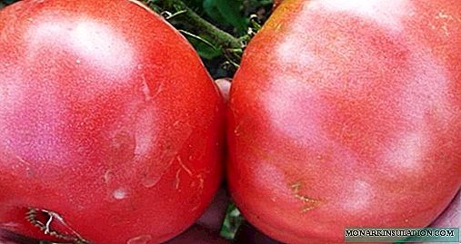 كيف ينمو بنجاح سلطة الطماطم التقليدية متنوعة بينك العملاق