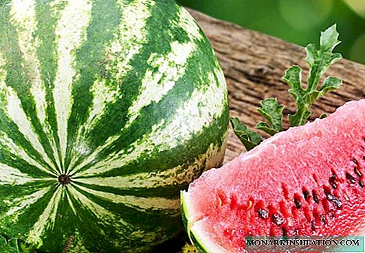 كيفية زراعة البطيخ بنجاح في بيلاروسيا - نصائح واستعراضات من سكان الصيف