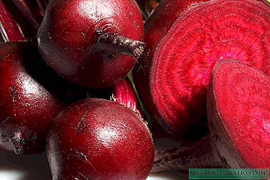 How to choose the best beet variety with high productivity and minimum hassle in the beds?