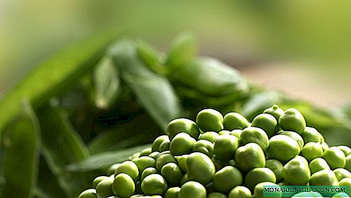 How to choose a pea variety