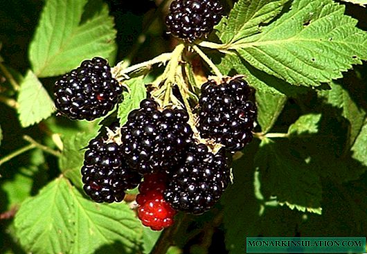 How to grow a blackberry: cultural history, agricultural technology, protection against diseases and pests