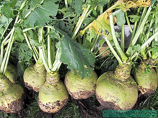 How to grow healthy and tasty swede