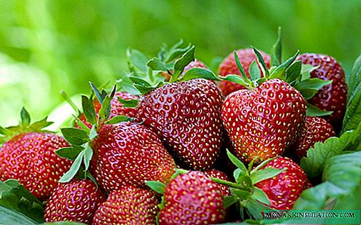 Cómo cultivar fresas Victoria: características, cuidado y prevención de enfermedades