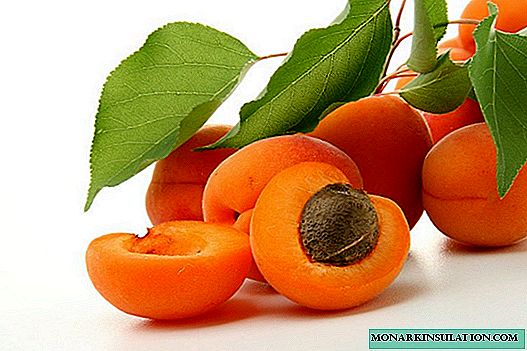 Hur man odlar aprikos från frö