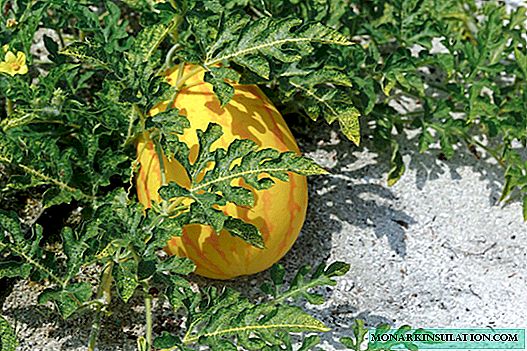 Cómo cultivar un melón sabroso y fragante en el carril central