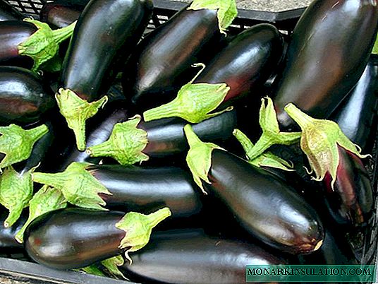 How to grow eggplant without much effort