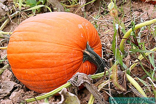 How to grow a rich pumpkin crop in the suburbs