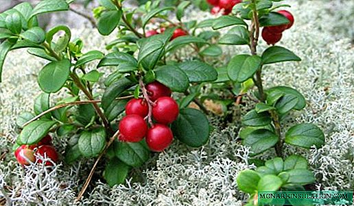 كيف ينمو lingonberries في الحديقة وعلى الشرفة