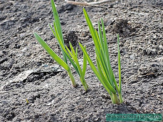 How to grow garlic: practical recommendations