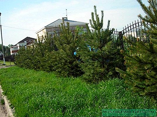 How to grow spruce: planting and care technologies, an overview of reproduction methods