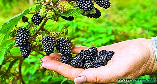 How to grow a blackberry without thorns: a description of the varieties and subtleties of care