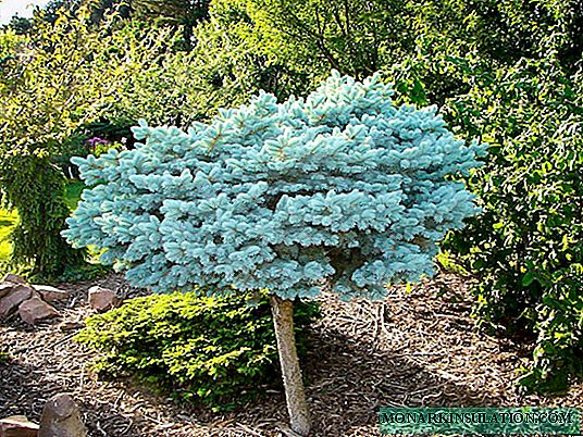 How to grow blue spruce: a review of growing technology from seeds and cuttings