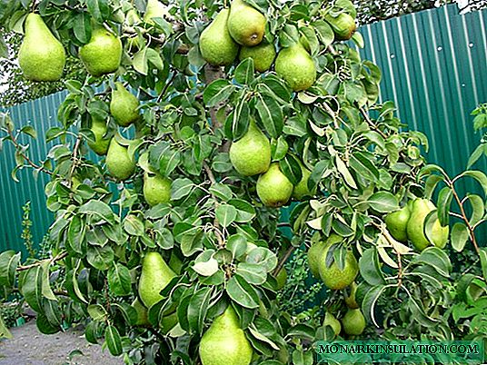 How to grow a pear Noyabrskaya