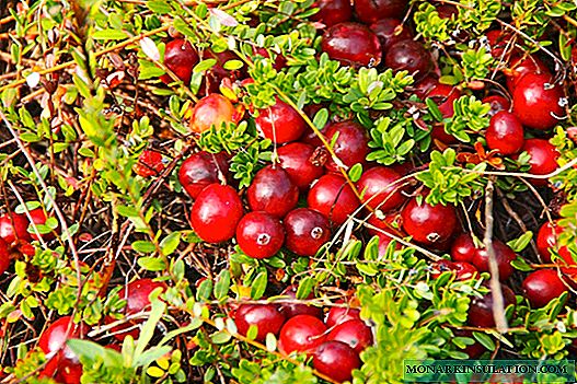 Como cultivar cranberries no jardim: espécies, variedades, tecnologia agrícola, reprodução
