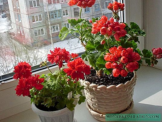 How to grow pelargonium from seeds at home: a guide for a beginner grower