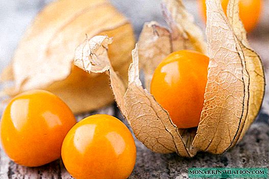 How to grow in a seedling way delicious "Chinese lanterns" physalis?