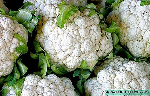 How to grow cauliflower seedlings