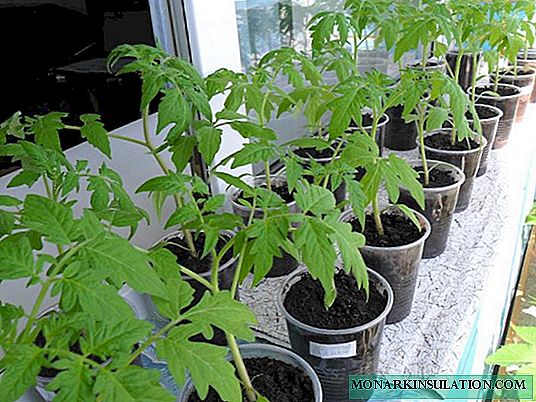 Comment faire pousser des plants de tomates dans un appartement en ville: l'expérience des praticiens et des conseils pour les débutants