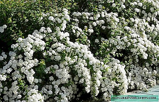 How to grow a luxurious spirea: planting technology and a workshop on care