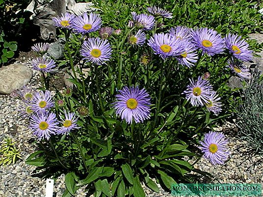How to grow gorgeous alpine asters from seeds?