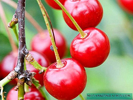 How to grow a cherry tree from a stone
