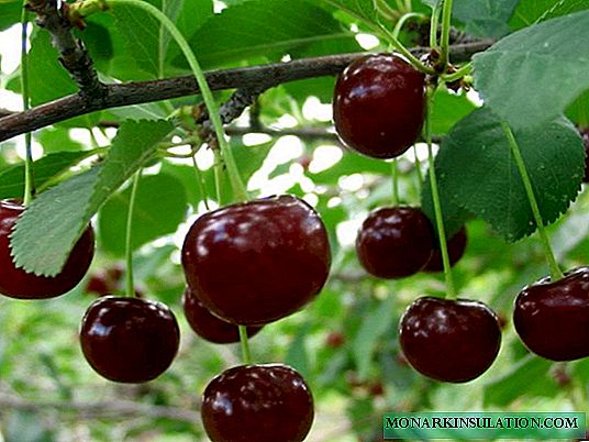 Slik dyrker du Encountered Cherries: Beskrivelse og plantetips