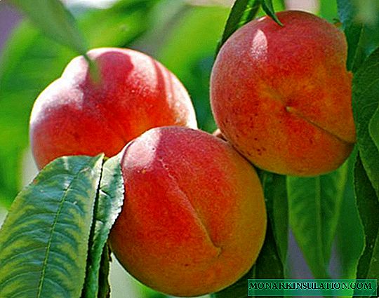 How to Grow Delicious Cardinal Peaches
