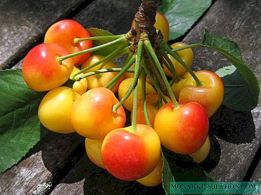 How to grow healthy cherries: cure diseases, drive pests