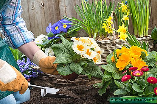 ما هي أفضل طريقة لزراعة الزهور في الحديقة وفي الدولة: نصائح عامة ونصائح