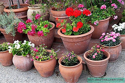 Quelles fleurs sont les meilleures pour planter dans des pots de fleurs: la sélection des meilleures variétés