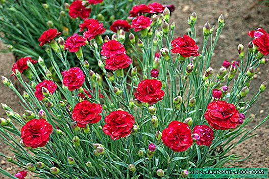 What flowers to sow for seedlings in February in order to have time to prepare for summer flowering