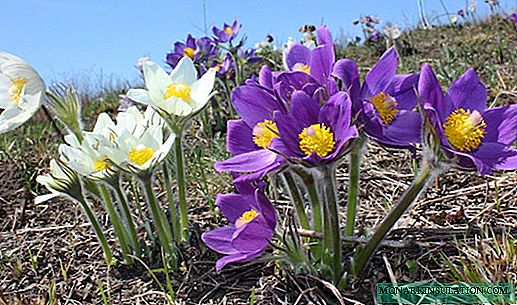 What perennial flowers are best taken root in the conditions of the Urals and Siberia