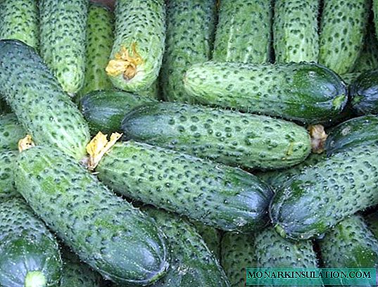 What are cucumbers: varieties and varieties of culture