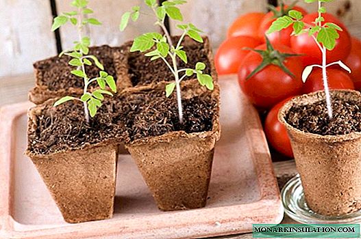 Millaisia ​​tapoja kasvattaa tomaatin taimia