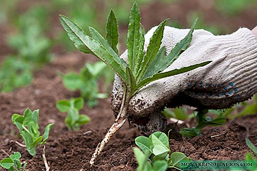 Que benefícios e danos as ervas daninhas trazem + como fazer com que fertilizem