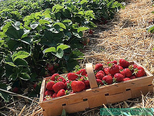 Hvilken jord elsker jordbær: hvordan man forbereder jorden og tager sig af jorden efter plantning
