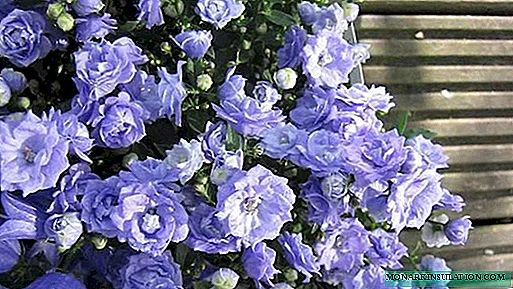 Campanula: care for graceful bells at home