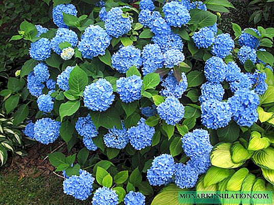 Moody and beautiful hydrangea: secrets of planting and avoiding wise gardeners