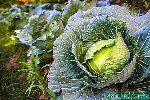 White cabbage: all the subtleties of growing and care