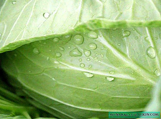 June cabbage - time-tested variety