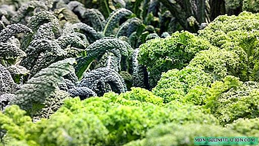 ملفوف Kale - ما هو نوع الصنف العصري الموجود وهل يعقل أن تزرعه؟
