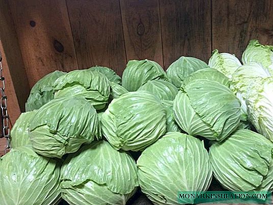 Cabbage Gift - A Proven Variety
